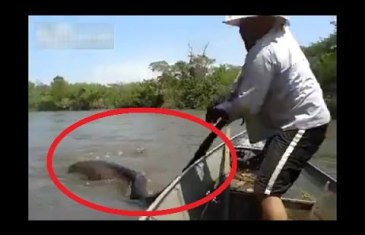 Un brésilien trouve un serpent géant et le pourchasse