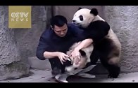 Alerte : Ces 2 petits pandas sont trop mignons