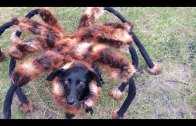 Prank : un chien mutant en araignée terrorise les passants