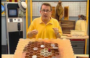 Le déclin des abeilles expliqué