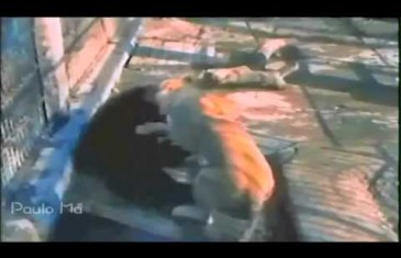 Les meilleurs combats d&rsquo;animaux
