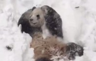 Ce panda s’amuse dans la neige !
